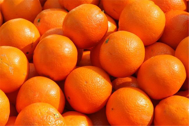 Catania, raccolta solidale di arance in agrumeto confiscato