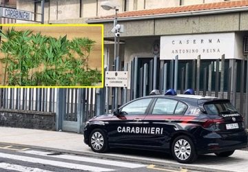 Coltiva 75 piante di &ldquo;cannabis indica&rdquo; in mezzo agli ortaggi: arrestato
