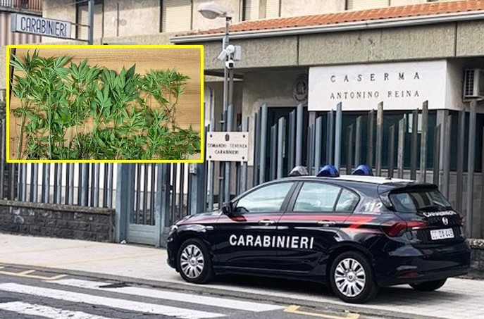 Coltiva 75 piante di “cannabis indica” in mezzo agli ortaggi: arrestato