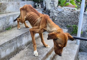 Maltrattamento animali: denunciato 36enne di Taormina