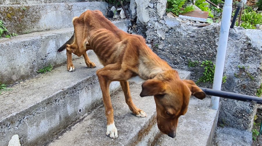 Maltrattamento animali: denunciato 36enne di Taormina