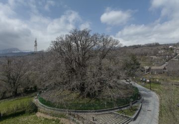 Sant&rsquo;Alfio, conclusa la potatura &ldquo;rinvigorente&rdquo; al Castagno dei Cento Cavalli