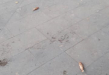 Giarre, in piazza San Francesco pesci fuori dall'acqua della vasca: chi li ha buttati fuori?