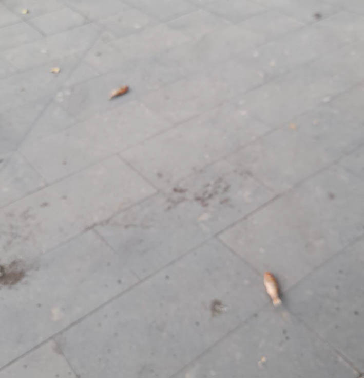 Giarre, in piazza San Francesco pesci fuori dall’acqua della vasca: chi li ha buttati fuori?