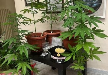 Pollice verde &ldquo;cannabis&rdquo;: denunciato un 32enne di Pedara