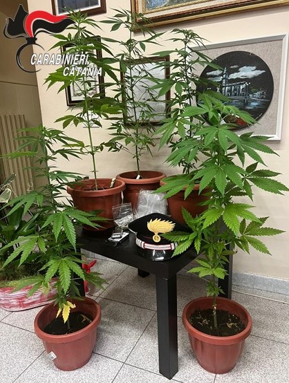 Pollice verde “cannabis”: denunciato un 32enne di Pedara