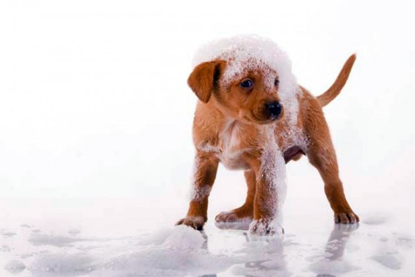 Detergere ed ammorbidire il manto del cane per tenerlo sempre curato e fresco