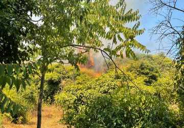 Santa Venerina, divampa incendio in due agrumeti di via Rondinella