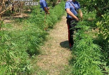 Piantagione di marijuana: individuati ed arrestati i presunti responsabili
