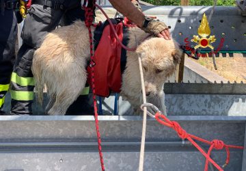 Cane scivola in un canalone: salvato dai Vvf