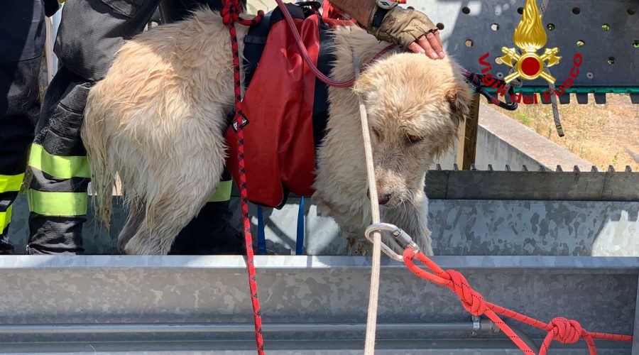 Cane scivola in un canalone: salvato dai Vvf