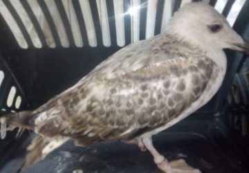 Gabbiano ferito tratto in salvo dalla Forestale di Giarre