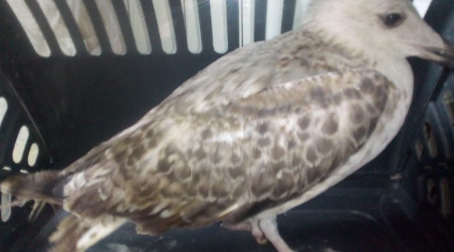 Gabbiano ferito tratto in salvo dalla Forestale di Giarre