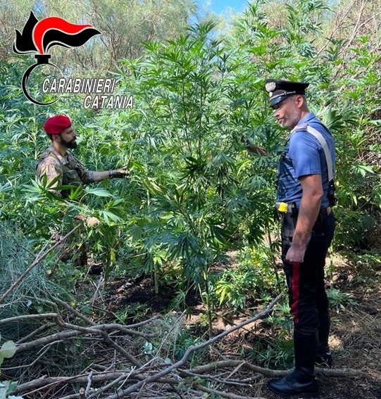 Curava una piantagione di cannabis nel terreno del nonno defunto: arrestato