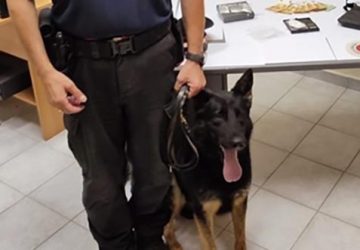 Mascali, nasconde la coca ma il cane antidroga la fiuta nel muro: arrestato 26enne