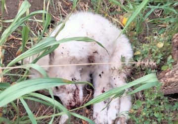 Acireale, cucciolo ucciso a bastonate: la denuncia del Partito Animalista Italiano