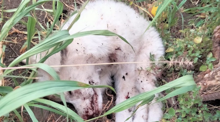 Acireale, cucciolo ucciso a bastonate: la denuncia del Partito Animalista Italiano