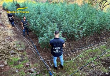 Sequestrate 3 piantagioni di marijuana per un valore di oltre 1 mln di euro