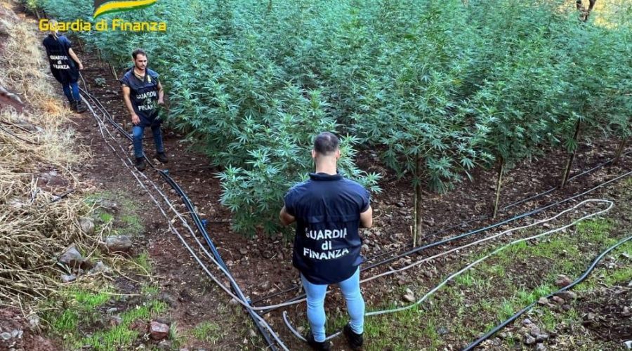 Sequestrate 3 piantagioni di marijuana per un valore di oltre 1 mln di euro