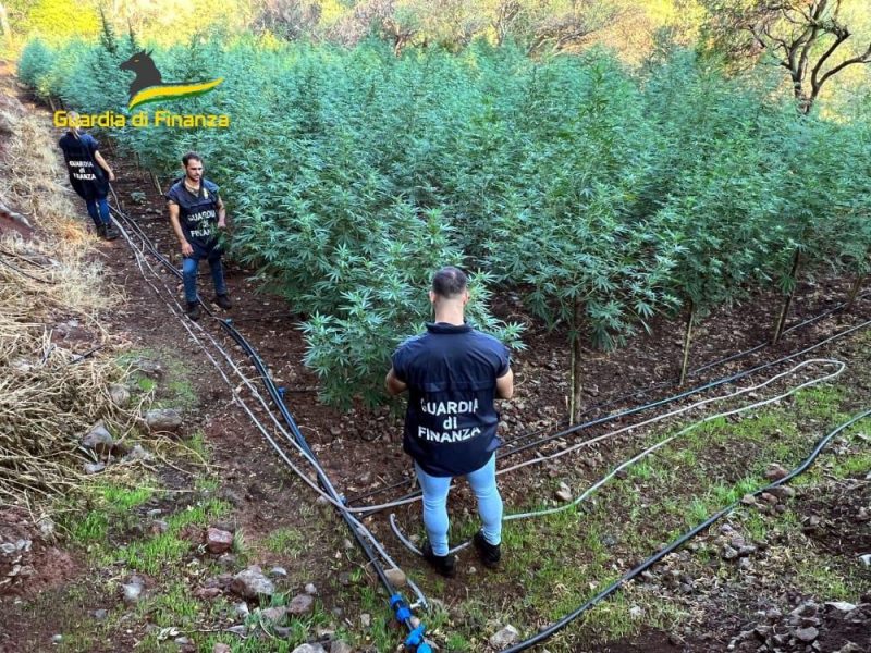 Sequestrate 3 piantagioni di marijuana per un valore di oltre 1 mln di euro