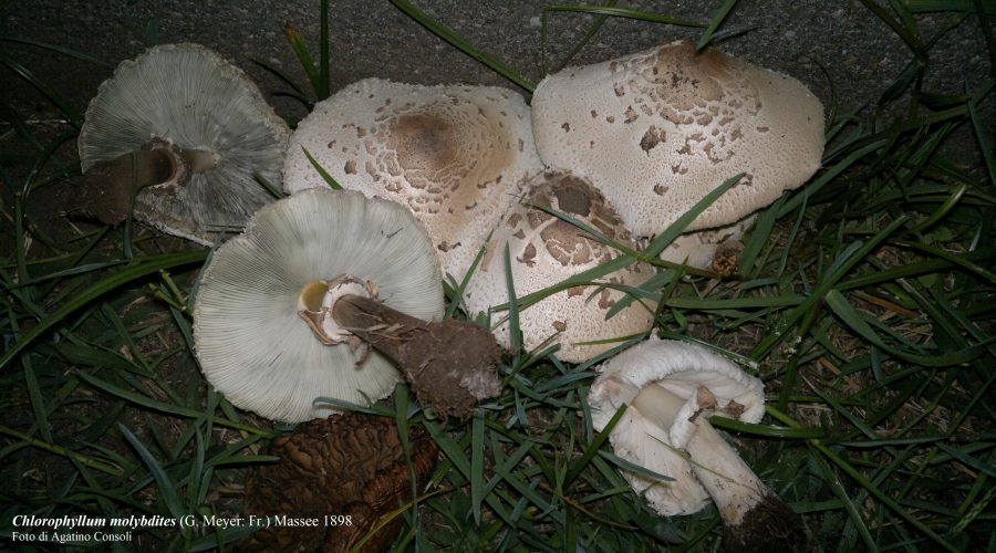 Primo caso di intossicazione da funghi in provincia di Catania