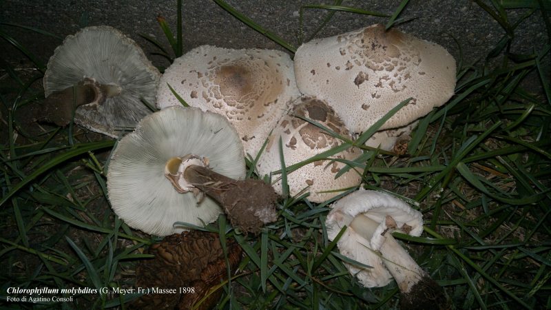 Primo caso di intossicazione da funghi in provincia di Catania