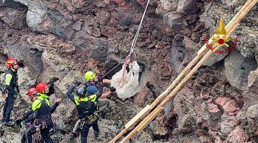 Vigili del fuoco salvano una capretta caduta in un pozzo