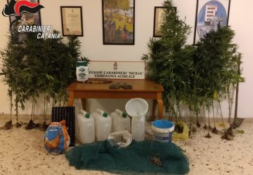 Miscarello, coltivazione di marijuana a conduzione familiare: arrestato padre e denunciato figlio minorenne