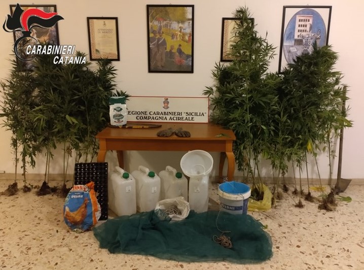 Miscarello, coltivazione di marijuana a conduzione familiare: arrestato padre e denunciato figlio minorenne