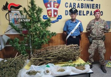 Coltivano marijuana nel fondo agricolo, marito e moglie in manette