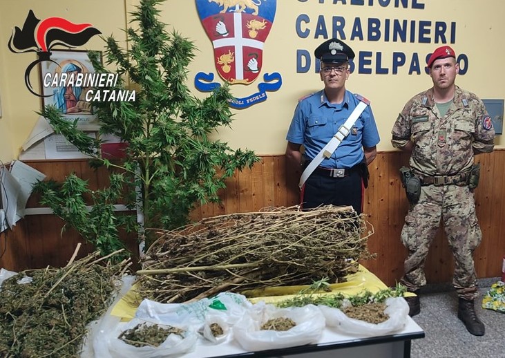 Coltivano marijuana nel fondo agricolo, marito e moglie in manette