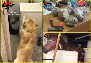 Stalla abusiva e 700 grammi di marijuana nascosti in un garage