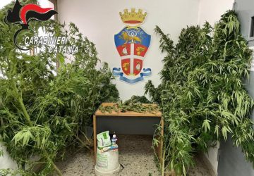 Detenuto domiciliare autorizzato coltivava marijuana