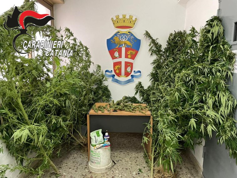 Detenuto domiciliare autorizzato coltivava marijuana