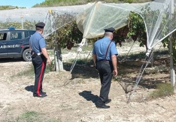 Servizi contro i furti d&rsquo;uva, un denunciato