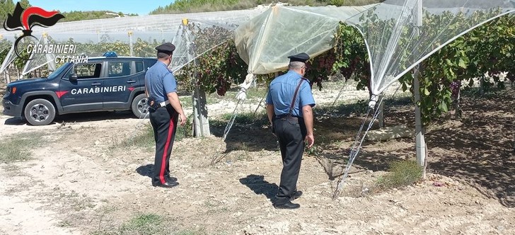 Servizi contro i furti d’uva, un denunciato