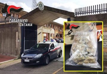Sorpreso in un terreno mentre cerca di nascondere quasi 100 grammi di marijuana