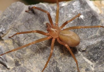 Giardini Naxos, ragno pericoloso: disposta ordinanza