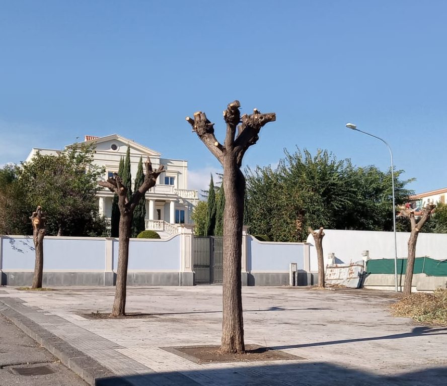 Giarre, l’allarme in Consiglio sulle potature irregolari e il verde nel degrado