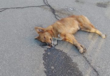 Strage di cani ad Altarello: 5 uccisi da polpette avvelenate. Gesto indegno e crudele