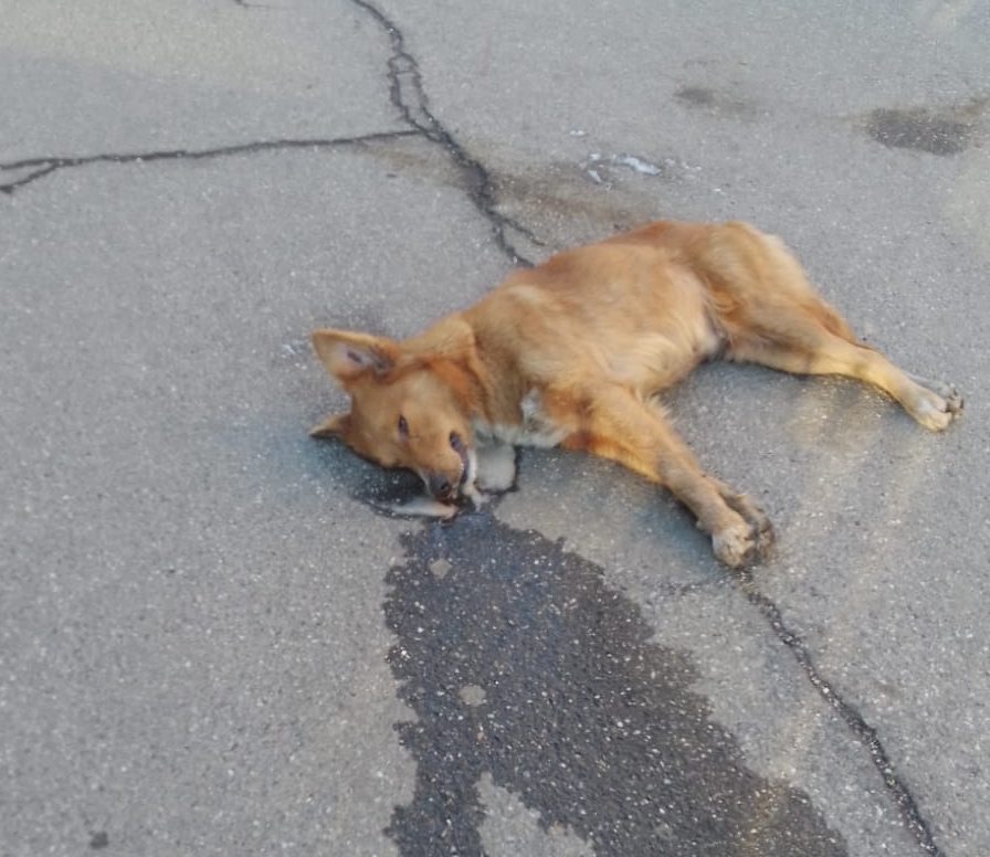 Strage di cani ad Altarello: 5 uccisi da polpette avvelenate. Gesto indegno e crudele
