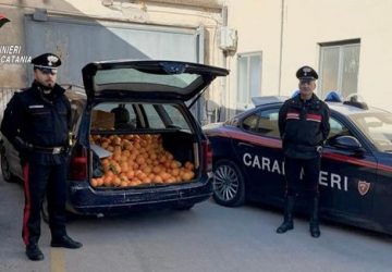 Integravano il &ldquo;reddito di cittadinanza&rdquo; con la vendita delle arance rubate: due arresti