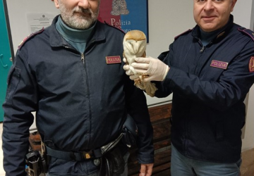La Polizia salva un barbagianni ferito alla stazione di Catania