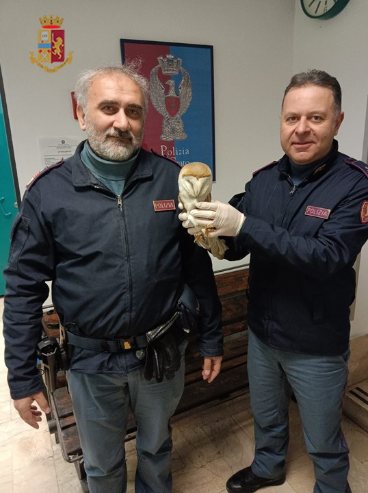 La Polizia salva un barbagianni ferito alla stazione di Catania