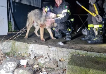 Vigili del fuoco salvano un cane incastrato