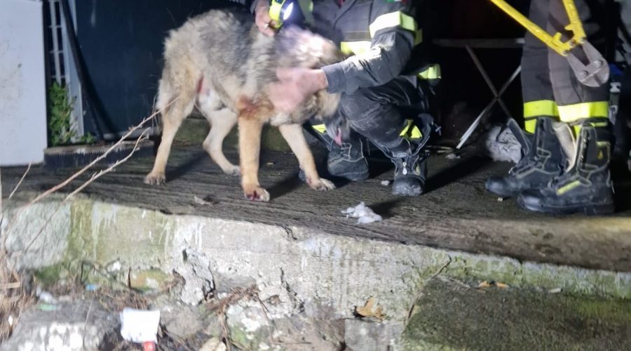 Vigili del fuoco salvano un cane incastrato