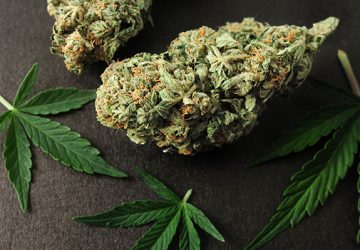 Esplorare i Benefici della Cannabis Light: perch&eacute; &egrave; cos&igrave; apprezzata?