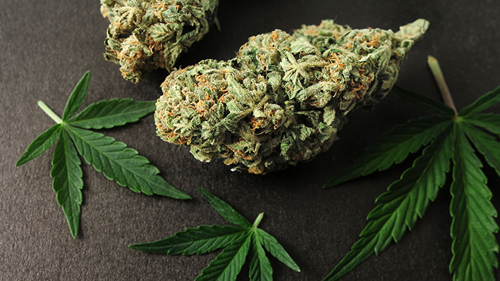 Esplorare i Benefici della Cannabis Light: perché è così apprezzata?