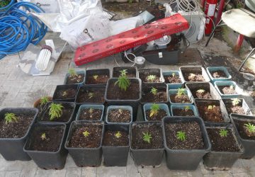 Acireale, Polizia scova coltivazione di cannabis indica