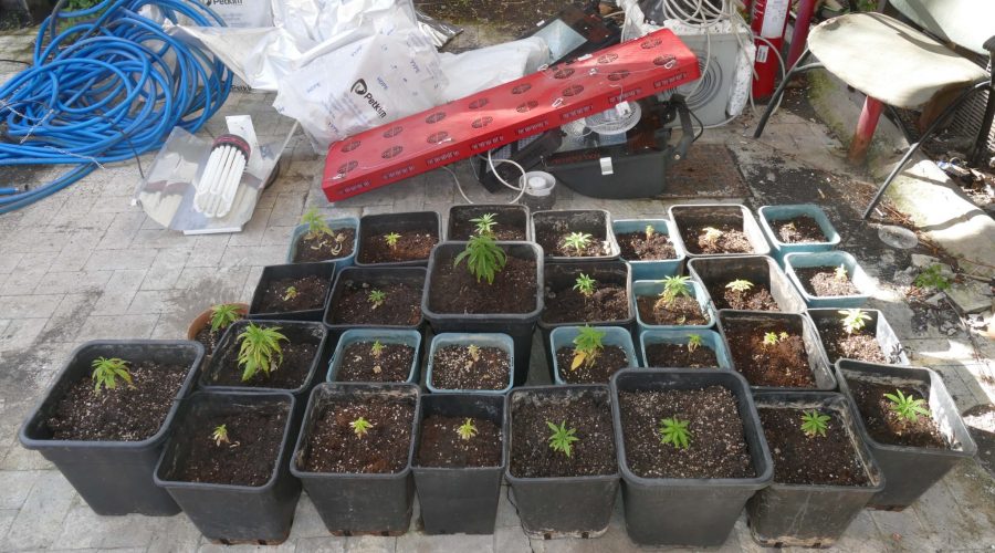 Acireale, Polizia scova coltivazione di cannabis indica